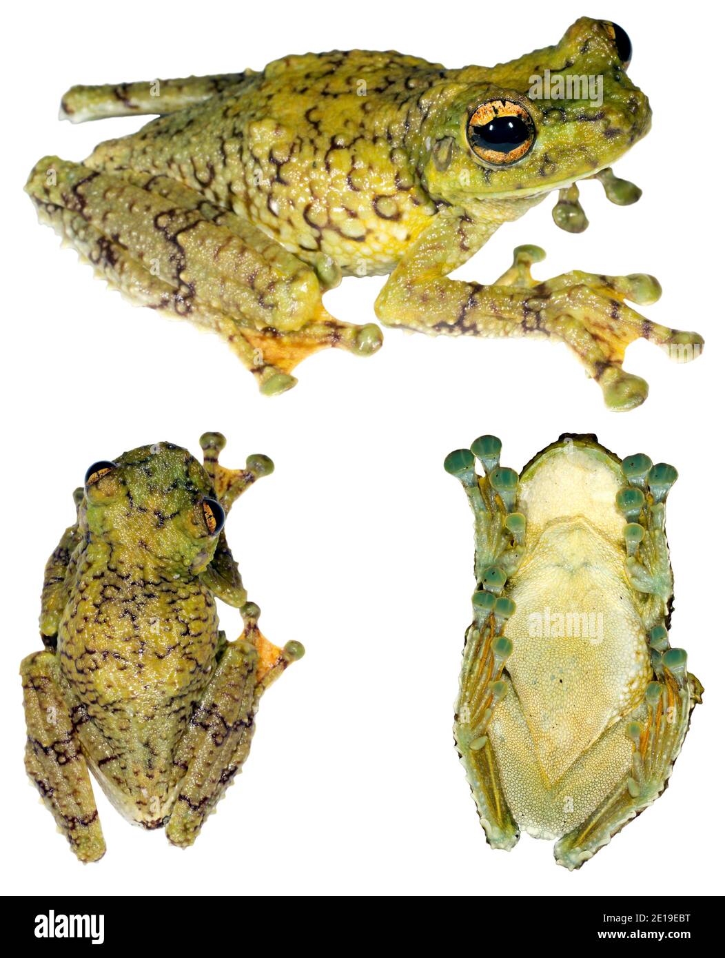Warty Treefrog (Tepuihyla tuberculosa), EIN sehr seltener Baumfrosch aus dem ecuadorianischen Amazonas in drei Posen auf weißem Hintergrund. Stockfoto