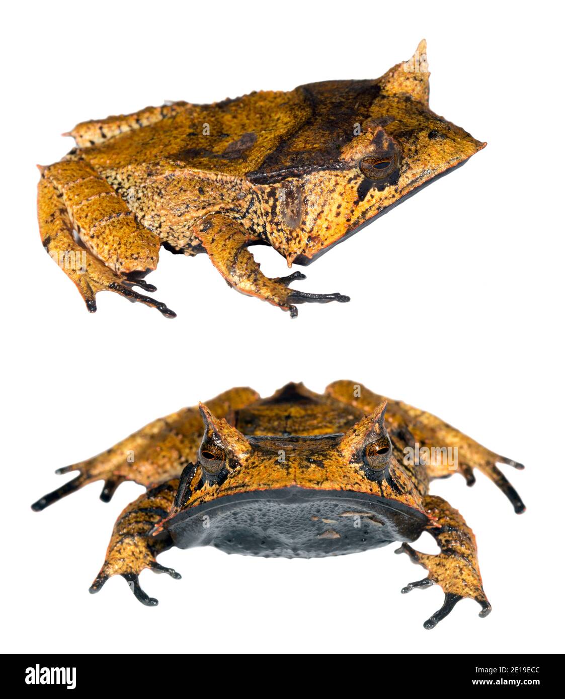 Spix's Horned Treefrog (Hemiphractus scutatus), ein extrem seltener Frosch aus dem ecuadorianischen Amazonas. Stockfoto