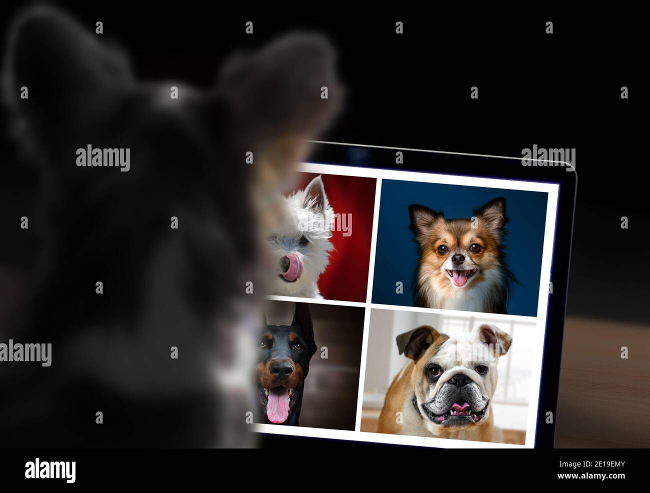 Hunde, die online eine Telefonkonferenz abhalten. Arbeiten von zu Hause lustige Konzept. Stockfoto