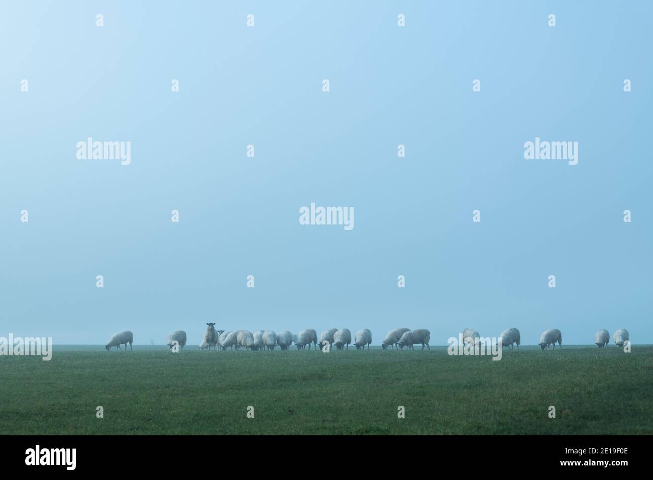Schafschar in einem grünen Feld, Nutztiere in ländlichen Landschaft Szene auf einem Bauernhof in landwirtschaftlichen Ackerland in dichtem Nebel und Nebel, typisch englische Landwirtschaft Landschaft Landschaft Landschaft, England, Großbritannien Stockfoto