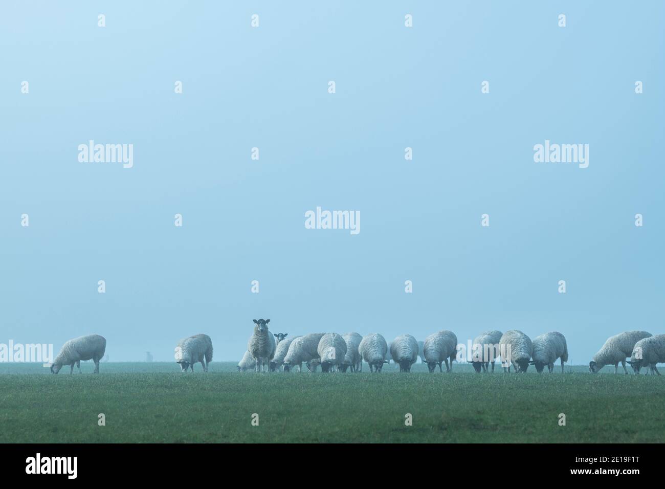Schafschar in einem grünen Feld, Nutztiere in ländlichen Landschaft Szene auf einem Bauernhof in landwirtschaftlichen Ackerland in dichtem Nebel und Nebel, typisch englische Landwirtschaft Landschaft Landschaft Landschaft, England, Großbritannien Stockfoto