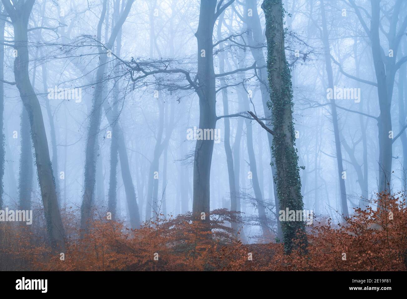 Schöne Natur, mit erstaunlichen Waldlandschaft Landschaft von Bäumen in einem Wald, Wälder in nebligen nebligen Wetter, dichten Nebel und Nebel geheimnisvolle atmosphärische gruselige Szene, England, Großbritannien Stockfoto