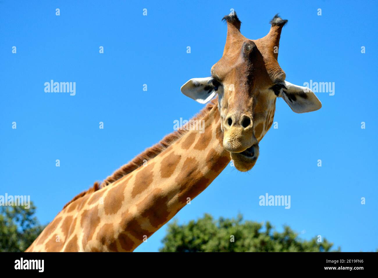 Portrait von Giraffe (Giraffa Camelopardalis) auf blauen Himmel Hintergrund Stockfoto