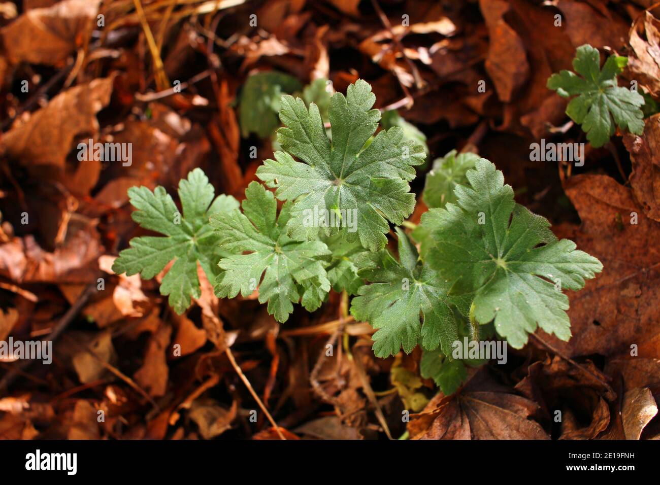 Geranium macrorrhizum oder Geranie in der Natur. Grüne Geranie Blätter Textur Stockfoto