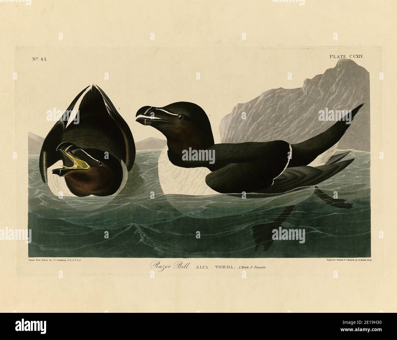 Platte 214 Razor Bill (Razorbill, kleiner Auk, Razor-Billed Auk) aus dem Birds of America Folio (1827–1839) – John James Audubon, hochauflösendes Bild Stockfoto