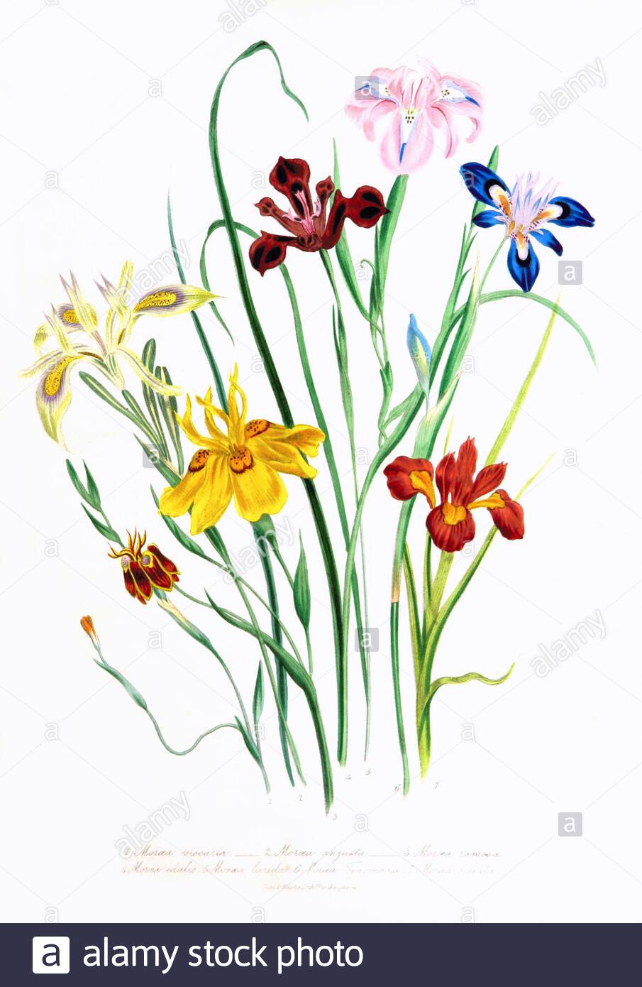 Moraea, Vintage botanische Illustration von 1841 Stockfoto