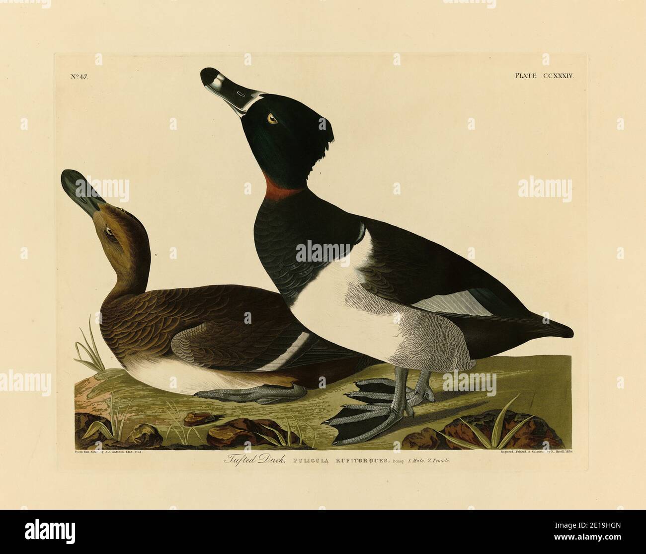 Platte 234 Ringhals-Duck (Tufted Duck, Ring-Bill) The Birds of America Folio (1827–1839) von John James Audubon, sehr hohe Auflösung und Qualitätsbild Stockfoto
