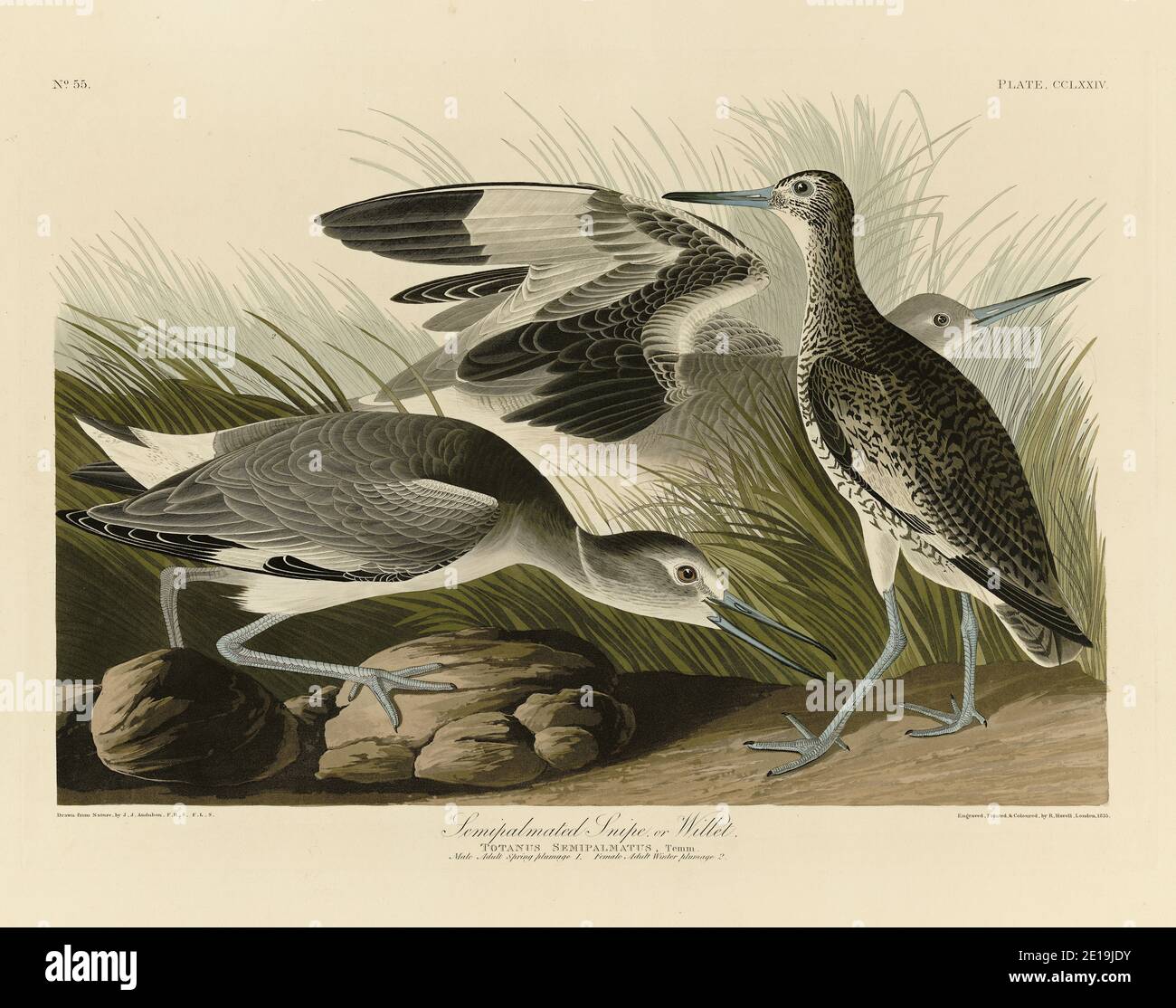 Platte 274 Semipalmated Snipe oder Willet, aus dem Birds of America Folio (1827–1839) John James Audubon, sehr hochauflösende und hochwertig bearbeitete Bilder Stockfoto