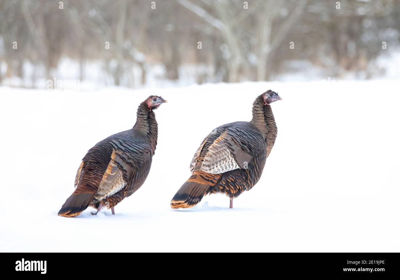 Eastern Wild Turkeys Meleagris gallopavo Nahaufnahme im Schnee stolzieren In Kanada Stockfoto