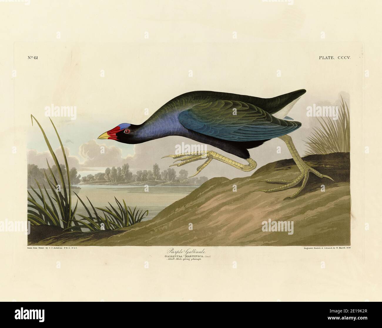 Platte 305 Purple Gallinule aus dem Birds of America Folio (1827–1839) von John James Audubon, sehr hochauflösende und hochwertig bearbeitete Bilder Stockfoto