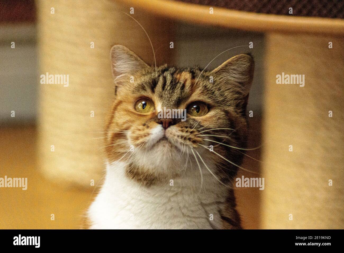Hauskatzen von Freund cattery, Scottish Fold sind sehr unabhängig, sehr nett und freundlich. Sie spielen gerne, sie sind sehr freundlich. Stockfoto
