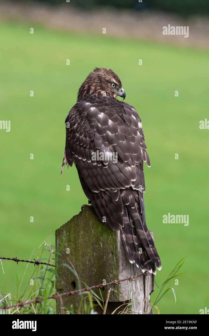 Unreifer Habicht (Accipiter gentilis), kontrolliert, Cumbria, Großbritannien Stockfoto