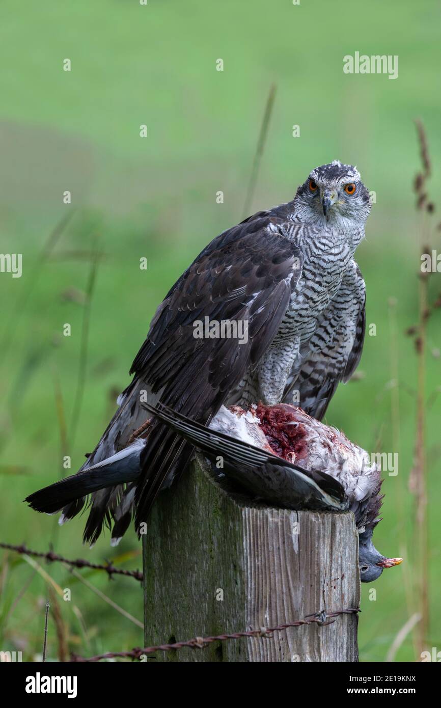 Habicht (Accipiter gentilis), der Holztaube frisst, kontrolliert, Cumbria, Großbritannien Stockfoto