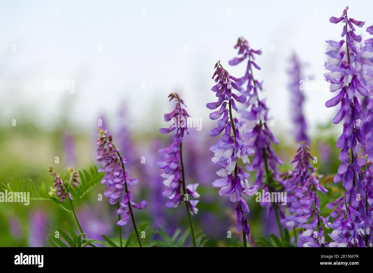 Flieder Sommerblumen Nahaufnahme mit Textraum Stockfoto