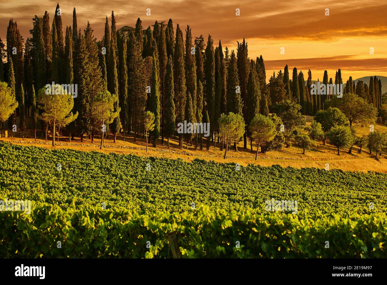 Landschaft der Chianti-Weinberge in der Toskana Provinz in Italien Wahrzeichen Stockfoto
