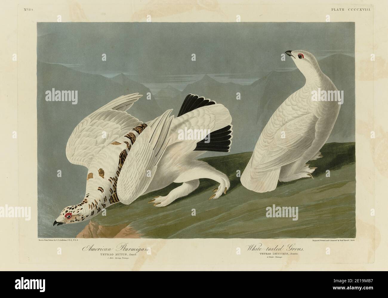 Platte 418 American (Rock) Ptarmigan, White-tailed Grous (Ptarmigan), The Birds of America Folio (1827–1839) John James Audubon, hochauflösendes Bild Stockfoto