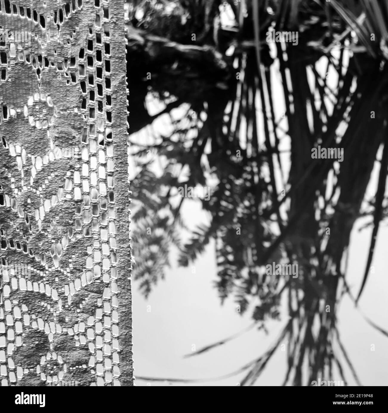 Blick vom Fenster mit Spitzenvorhang auf den Teich im japanischen Stil. Schwarz und Weiß. Fokus auf Vorhang. Stockfoto