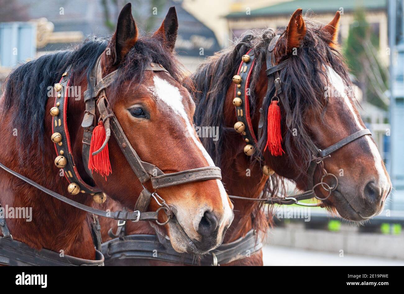 Ein Paar Pferde in einem Geschirr mit Glocken. Ausflug für Touristen  Stockfotografie - Alamy
