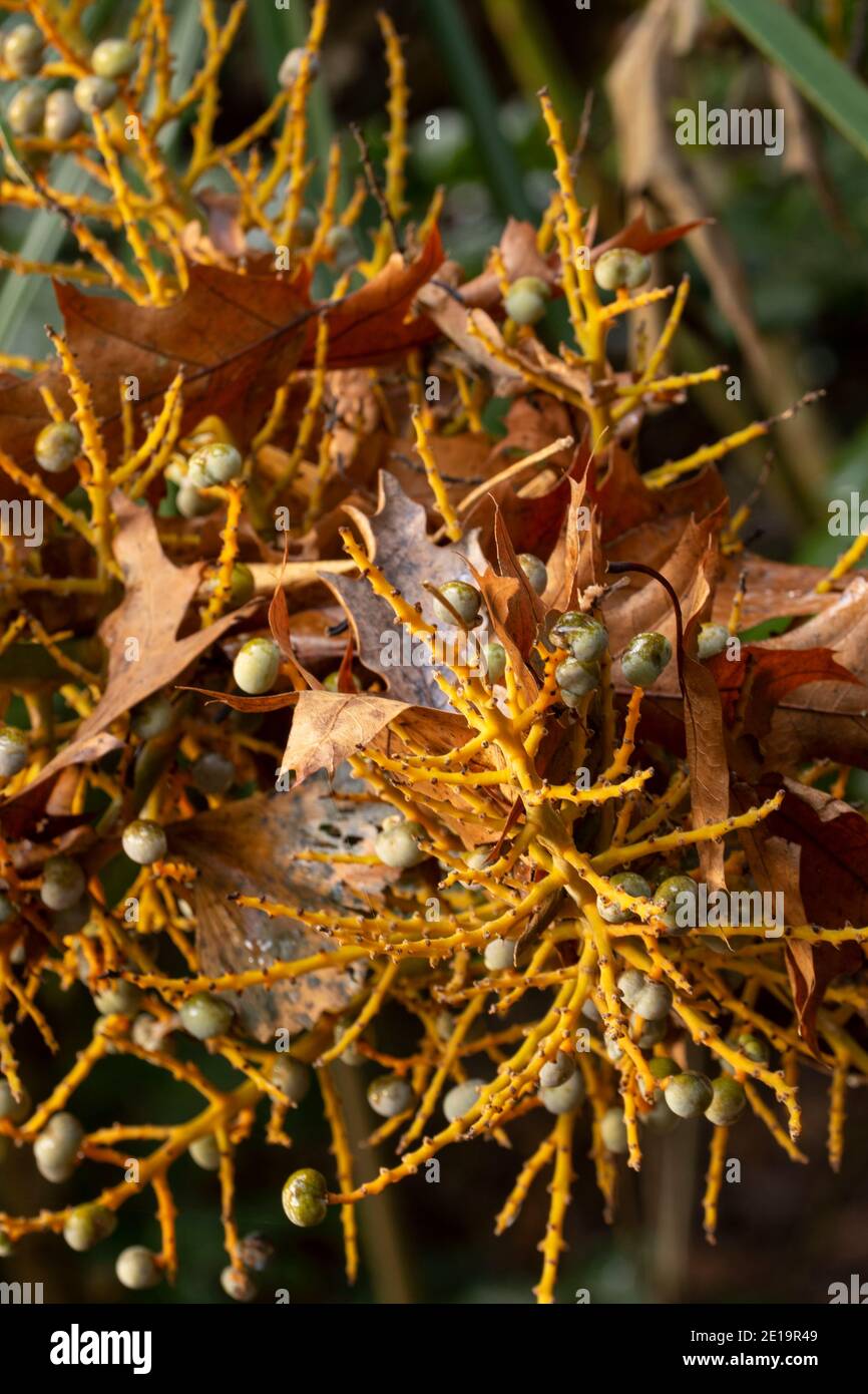 Trachycarpus fortunei, chinesische Windmühlenpalme, zeigt Struktur und Frucht Stockfoto