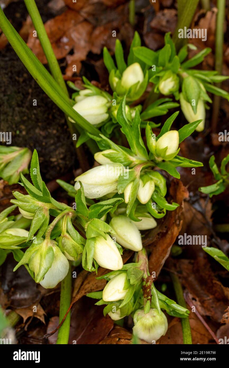 Helleborus hybridus blüht mitten im Winter voll, natürliches Pflanzenportrait Stockfoto