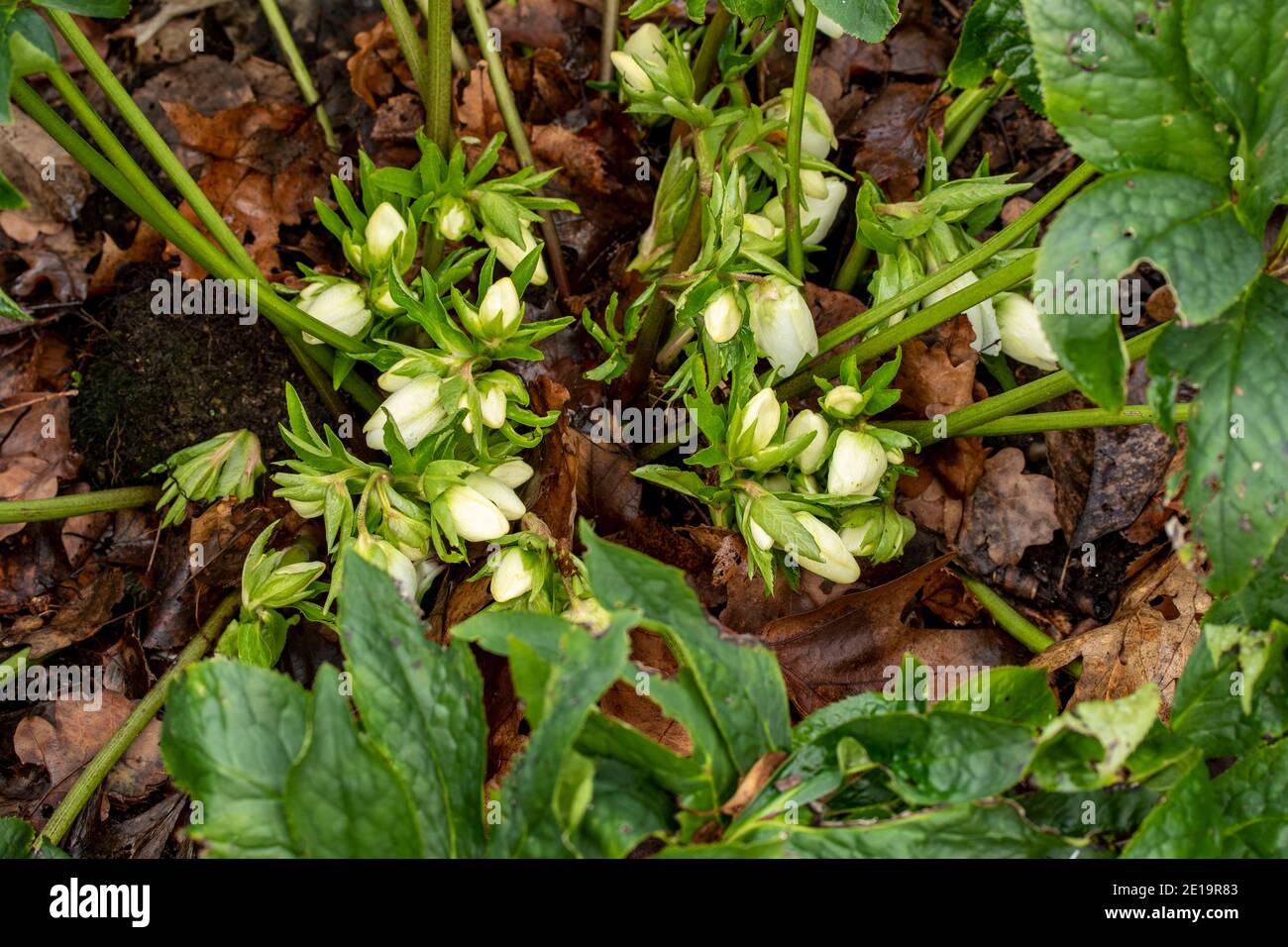 Helleborus hybridus blüht mitten im Winter voll, natürliches Pflanzenportrait Stockfoto