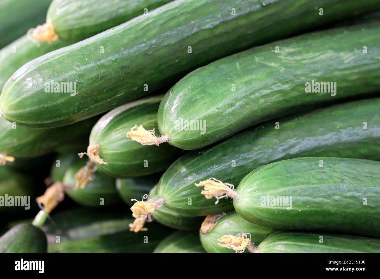 Lange Gurken im Supermarkt. Frisches Gemüse Stockfoto
