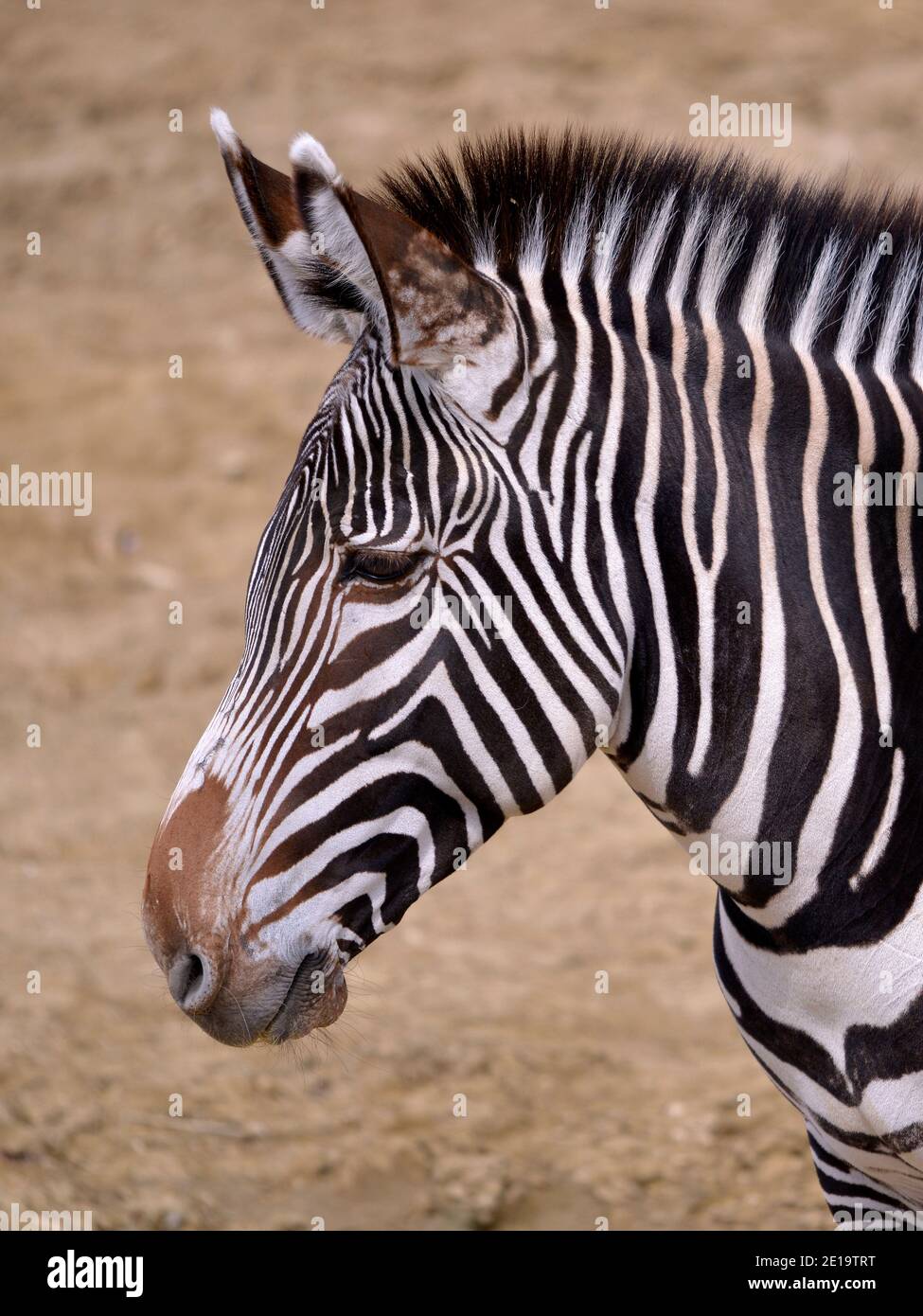 Kopf des Grevy-Zebras oder kaiserlichen Zebras (Equus grevyi) Vom Profil aus gesehen Stockfoto