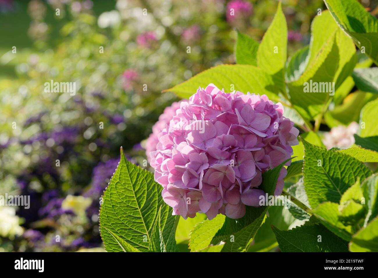 Rosa Hortensien, oder Hortensien, blühen in einem Garten Stockfoto
