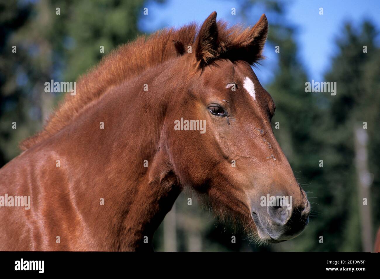 Freiberge, Schweizer Pferderasse, Equidae, Portrait, Säugetier, Tier, Freiberge, Kanton Jura, Schweiz Stockfoto