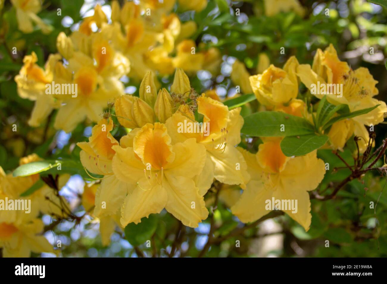 Schöne leuchtend gelbe Blüten eines Rhododendrons Stockfoto