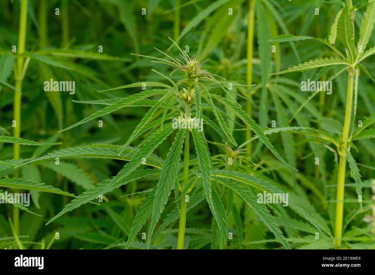 Cannabis Blätter auf Marihuana Feldfarm Sativa Unkraut Hanf Hash
