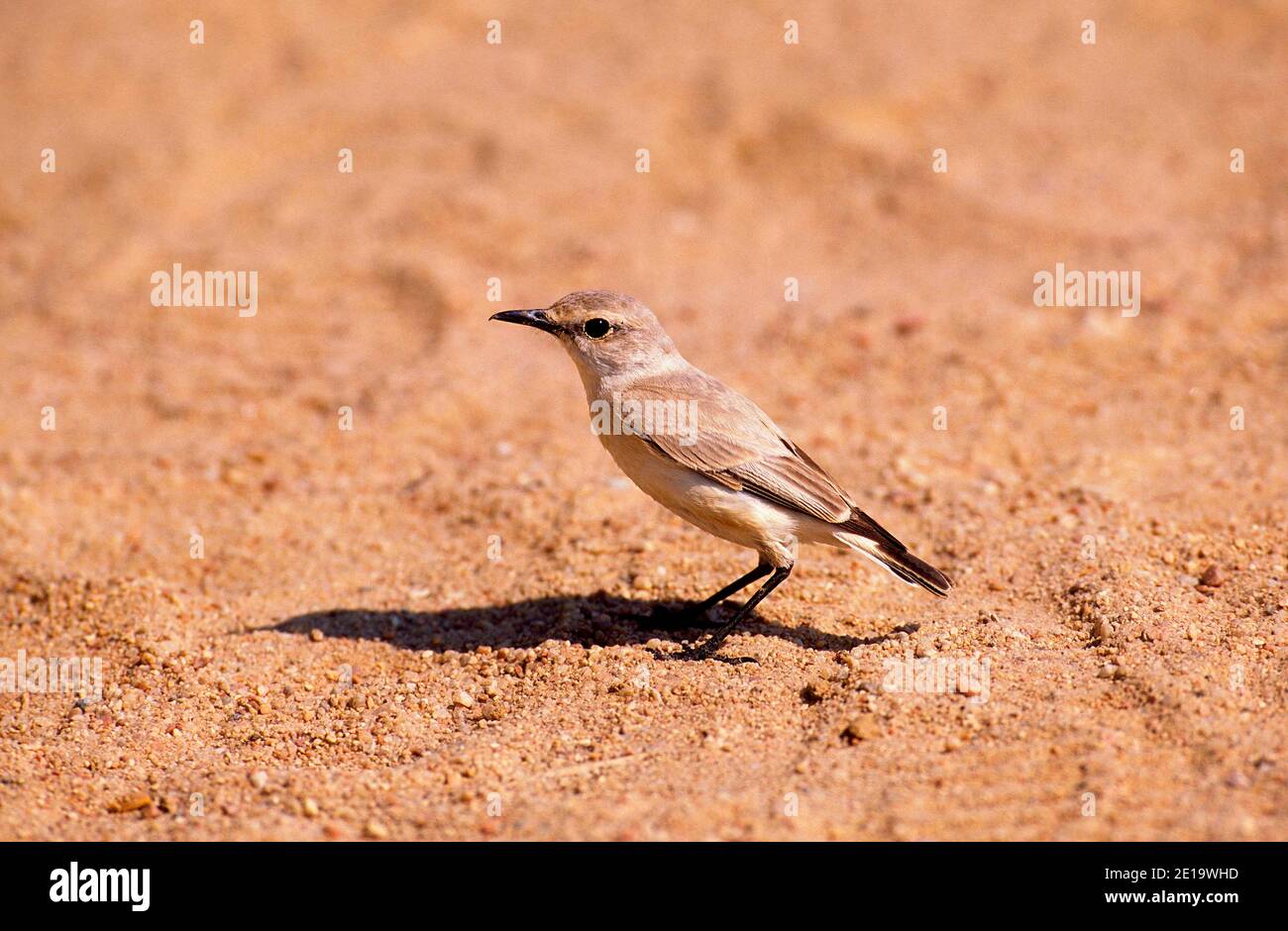 Tratrac Chat, Cercomela tractrac, Turdidae, Vogel, Tier, Wüste, Namib Naukluft National Park, Namibia Stockfoto