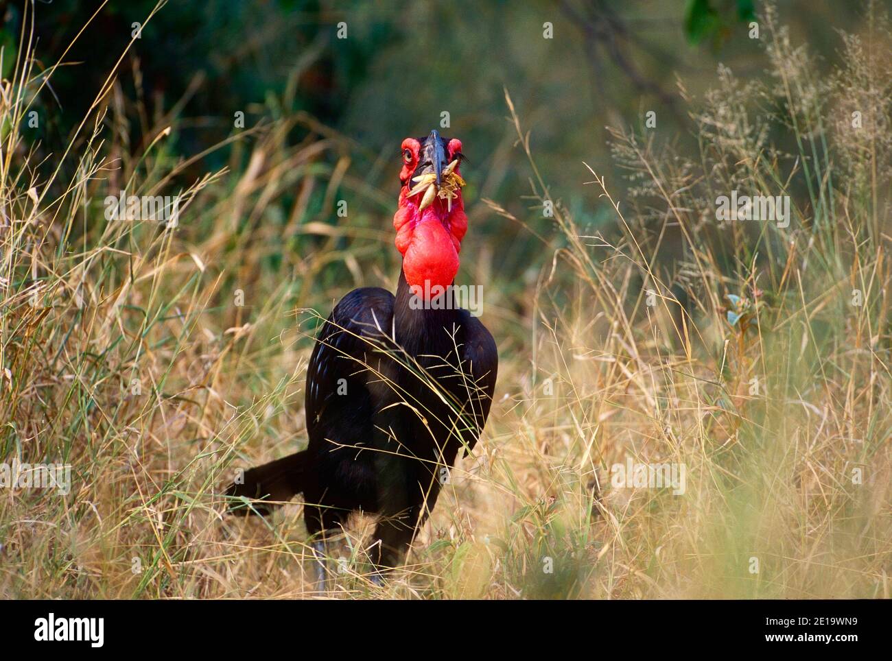 Boden Hornbill, Bucorvus leadbaeteri, Bucerotidae, mit Radierung, Vogel, Tier, Krüger Nationalpark, Südafrika Stockfoto