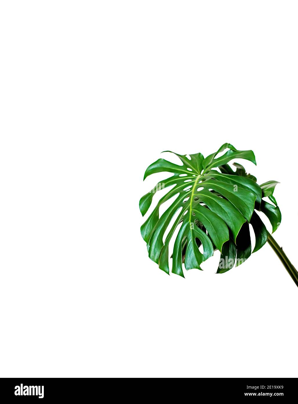 Weiß isoliert Hintergrund mit Monstera Home Pflanze Blatt auf der rechten Seite, Platz für Text, Natur mockup Stockfoto