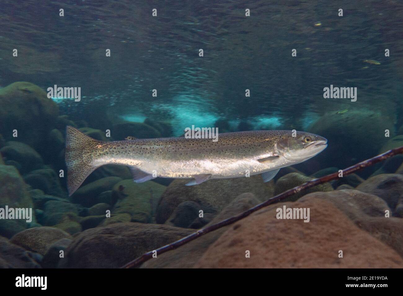 Stahlkopf schwimmt in den Stromschnellen eines Flusses in South British Columbia, Kanada. Stockfoto