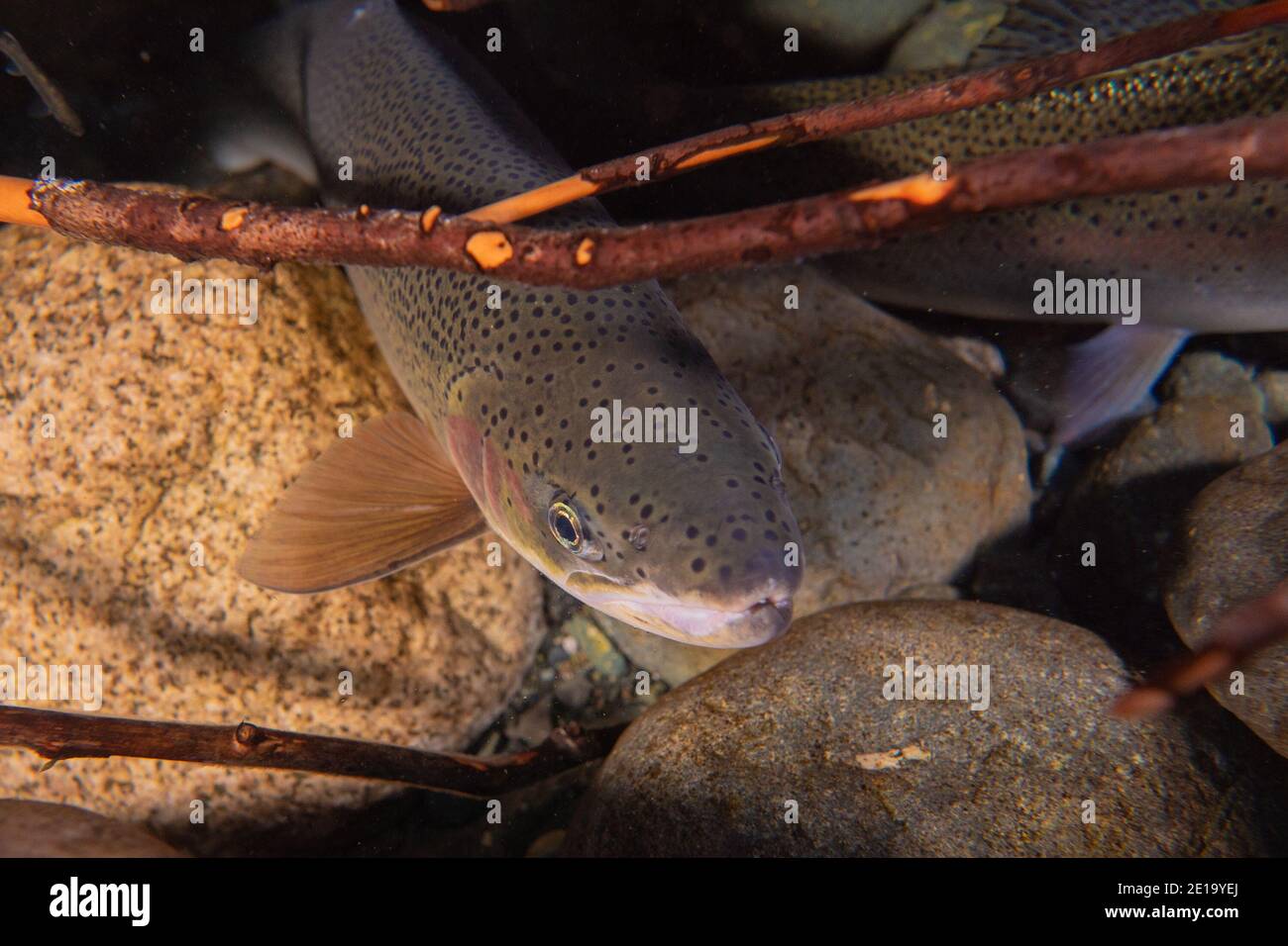 Nahaufnahme einer Steelhead-Forelle, die auf dem Grund eines alpinen Flusses ruht. Stockfoto