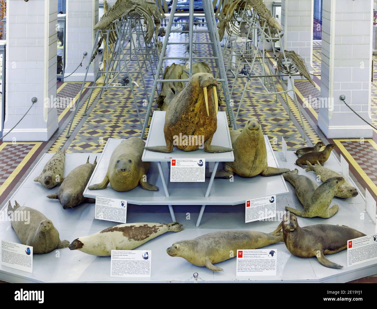 Gefüllte Walrosse und andere Nadelvetins in der Halle des Zoologischen Museums in St. Petersburg, Russland Stockfoto