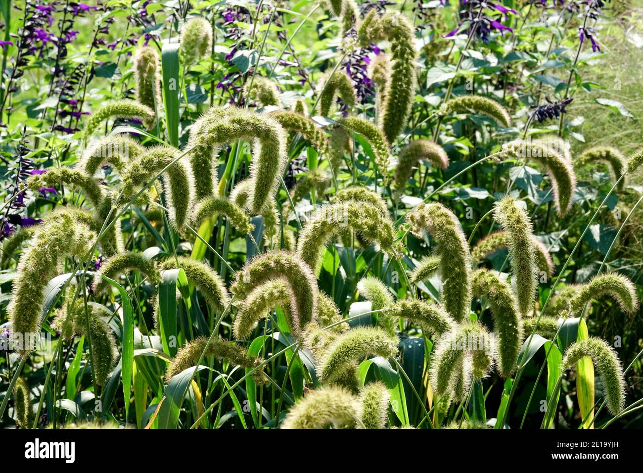 Setaria macrostachya Plains Borstengras Stockfoto