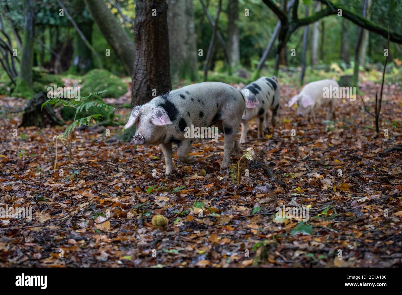 Pannage Schweine unter den Herbstfarben im New Forest. Bis zu 600 Schweine und Ferkel werden ihren Weg durch den Wald zu essen die Eicheln und Nüsse .UK Stockfoto