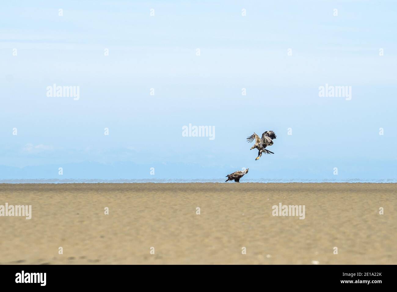 Zwei junge Weißkopfseeadler kämpfen gegen eine Sandbank in der Mündung. Stockfoto
