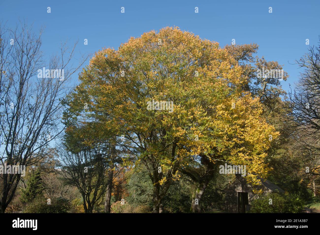 Leuchtend gelbe Herbstblätter auf einem chinesischen Zelkova-Baum (Zelkova schneideriana), der in einem Waldgarten in Rural Devon, England, Großbritannien wächst Stockfoto