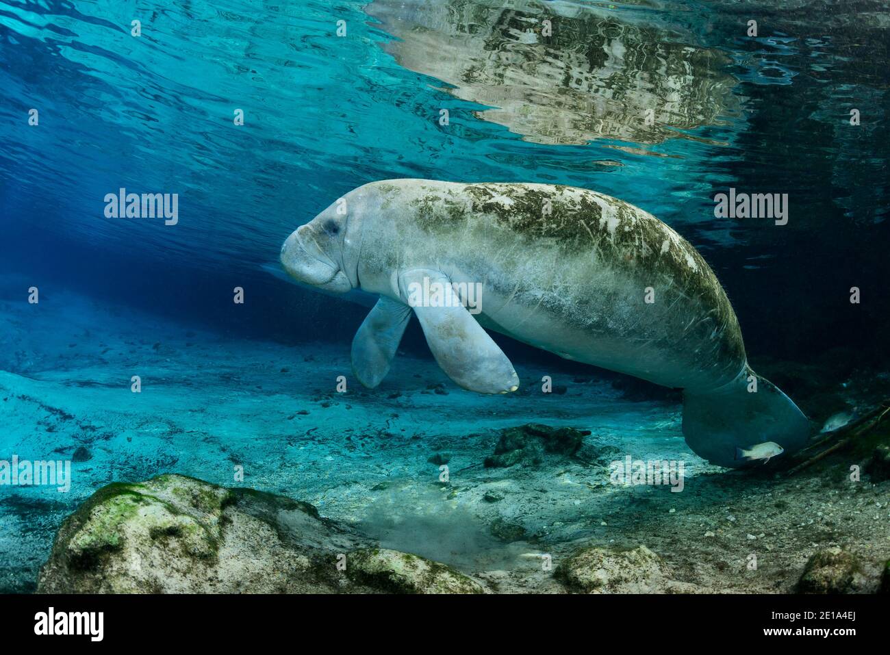 Trichechus manatus latirostris, Westindische Manatee, Three Sisters, Kings Bay, Crystal River, Citrus County, Florida, USA Stockfoto