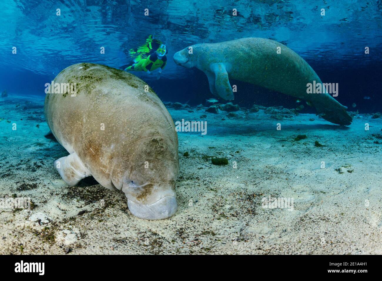 Trichechus manatus latirostris, Westindische Seekühe und Schnorchler, Three Sisters, Kings Bay, Crystal River, Citrus County, Florida, USA Stockfoto