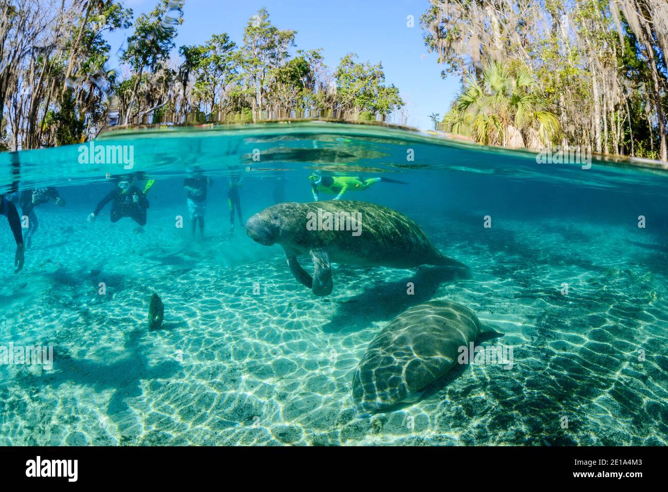 Trichechus manatus latirostris, westindische Seekühe und Schnorchler, Three Sisters, Kings Bay, Crystal River, Citrus County, Florida, USA Stockfoto