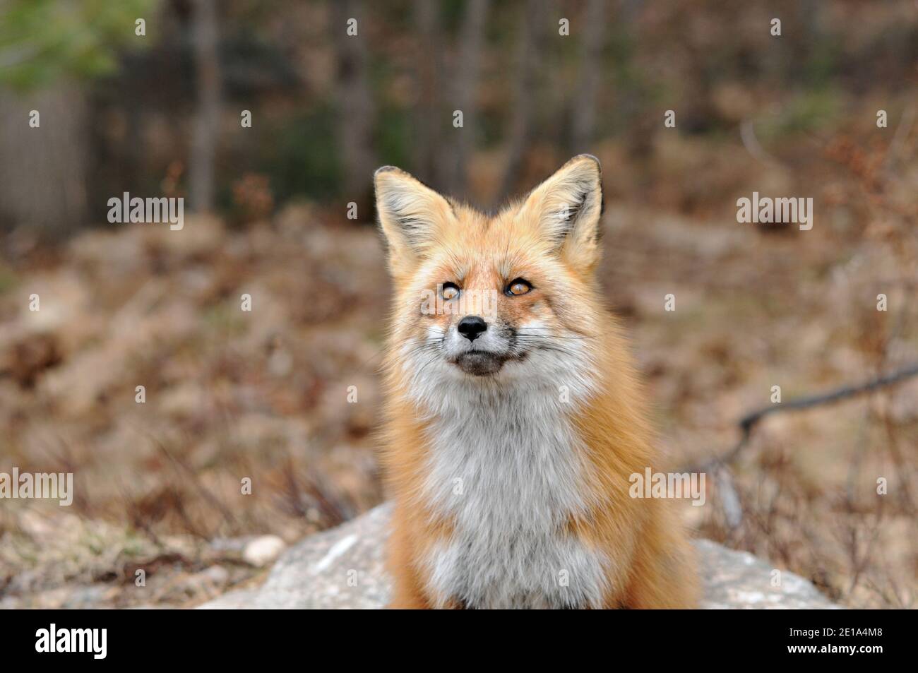 Rotfuchs Kopf erschossen Nahaufnahme Vorderprofil Blick in Richtung des Himmels mit einem unscharfen Hintergrund in seiner Umgebung und Lebensraum. Fox-Bild. Bild. Stockfoto