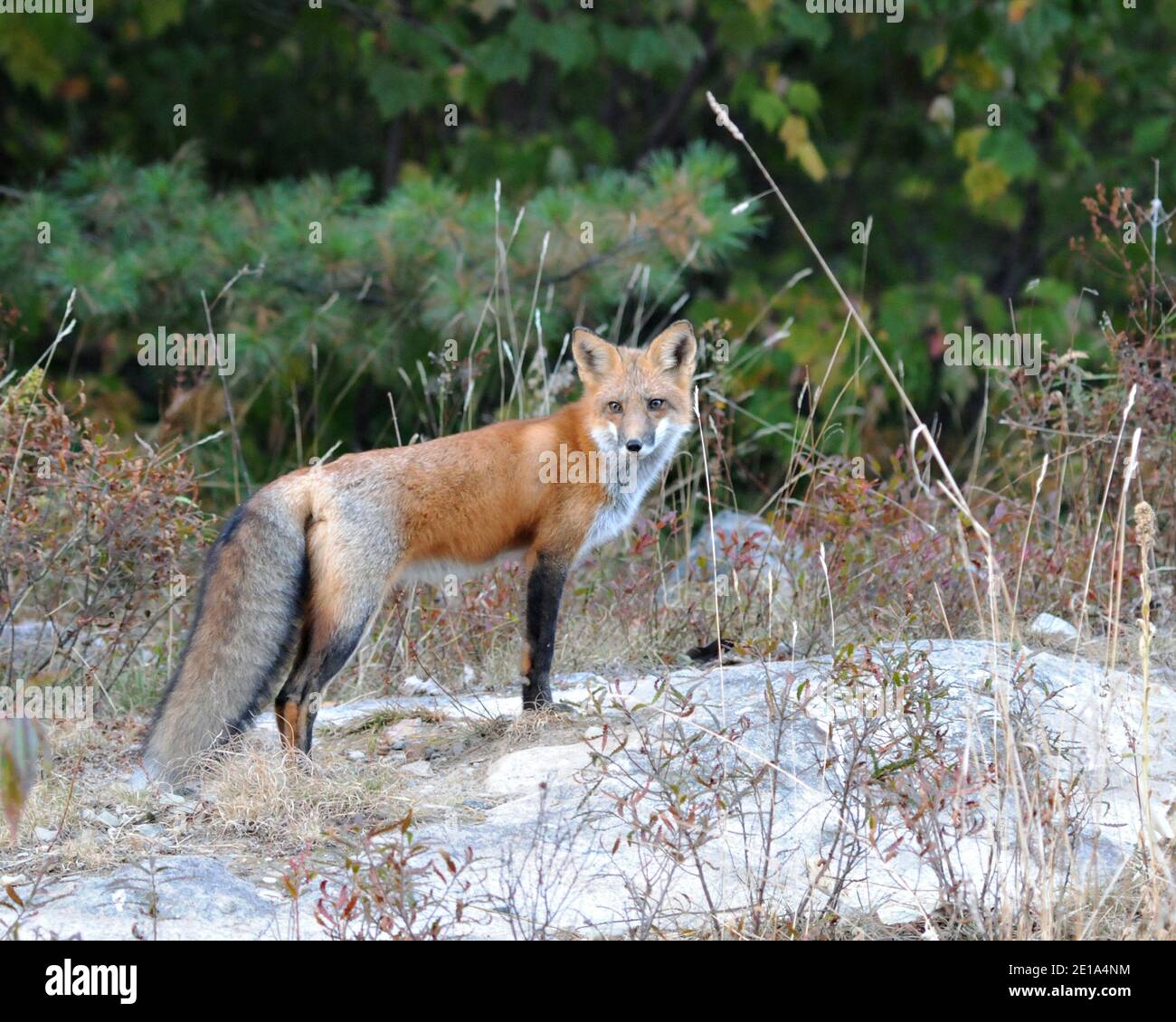 Rotfuchs Nahaufnahme Profil Ansicht in der Herbstsaison mit Hintergrund Bäume in seiner Umgebung und Lebensraum mit buschigen Fuchsschwanz und Fell. Fox-Bild. Stockfoto