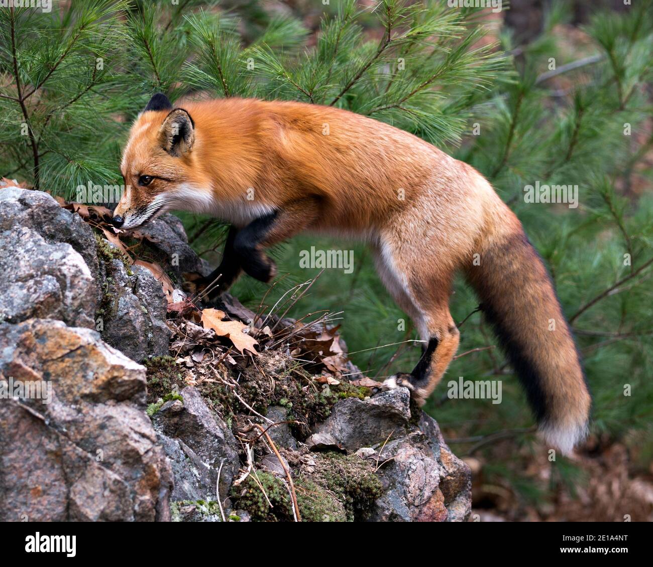 Rotfuchs Nahaufnahme Profilansicht stehend auf einem großen Moosfelsen mit einem Kiefernhintergrund in seiner Umgebung und Lebensraum mit Fuchsschwanz, buschiger Schwanz, Stockfoto