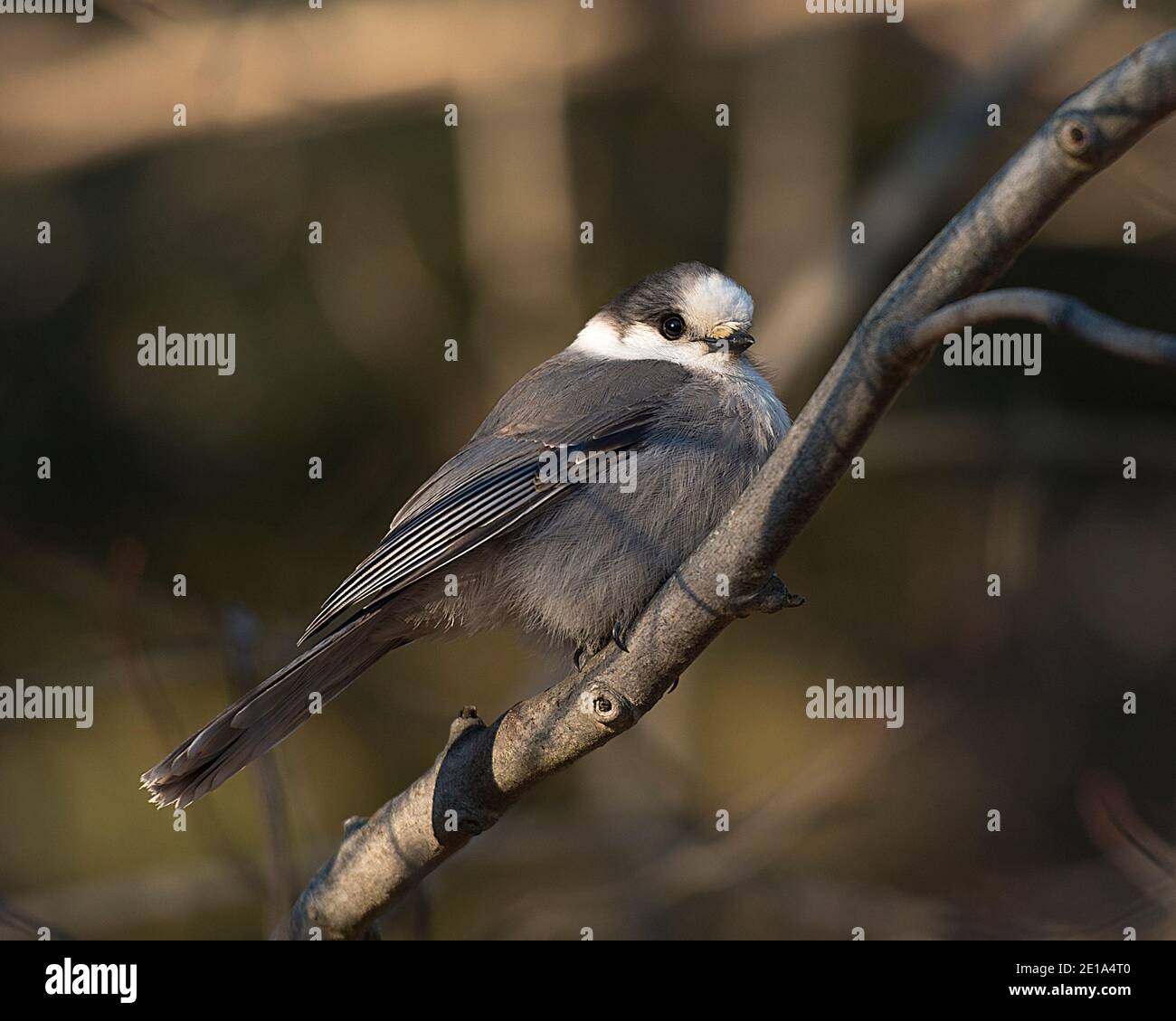 Grey Jay Nahaufnahme Profil Ansicht auf einem Baum Zweig mit einem unscharfen Hintergrund in seiner Umgebung und Lebensraum thront, zeigt graue Feder Gefieder. Stockfoto