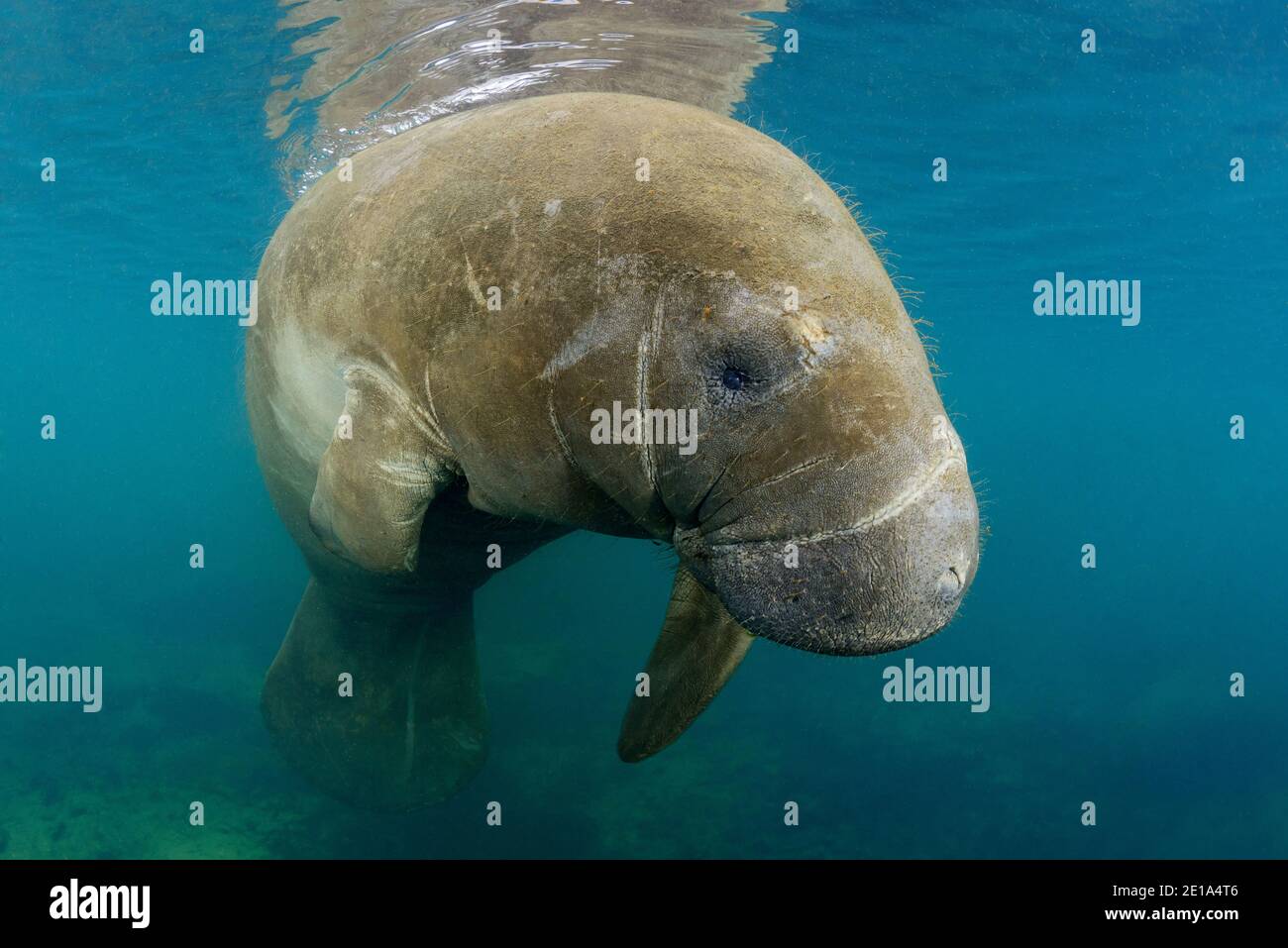 Trichechus manatus latirostris, Westindische Manatee, Homosassa Springs, Wildlife State Park, Citrus County, Florida, USA Stockfoto