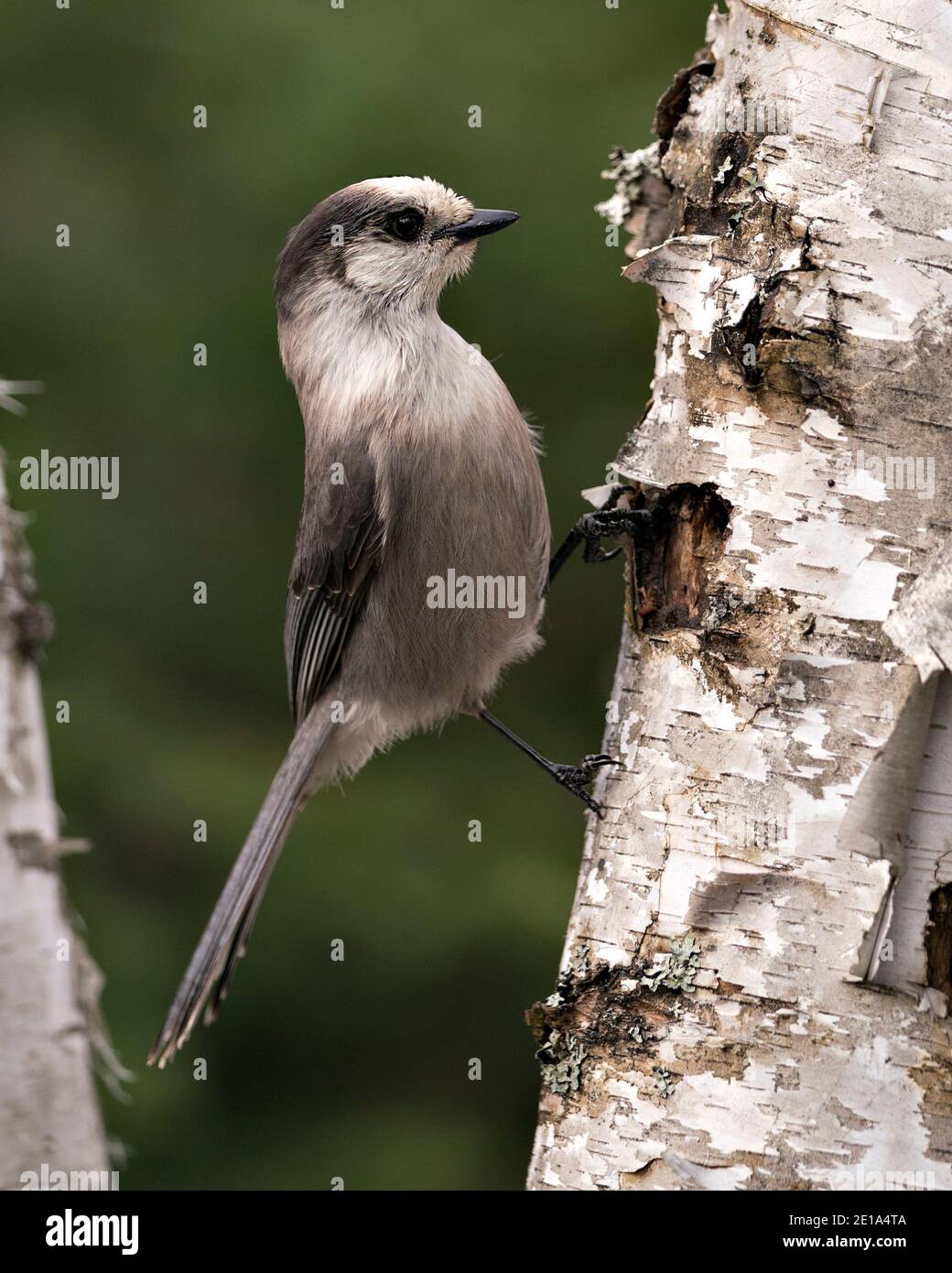 Grey Jay Nahaufnahme Profil Ansicht auf einem Birkenstamm mit einem unscharfen Hintergrund in seiner Umgebung und Lebensraum, zeigt graue Feder Gefieder Flügel. Stockfoto